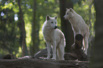 arctic wolves