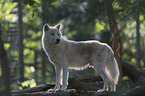 arctic wolf