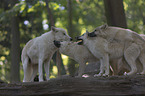 arctic wolves