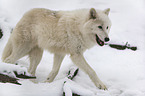 arctic wolf