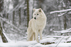 arctic wolf