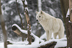 arctic wolf