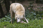 arctic wolf