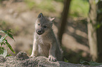 young arctic wolf