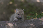 young arctic wolf