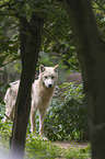 arctic wolf