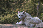 arctic wolf