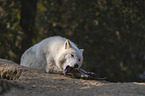 arctic wolf