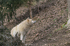 standing Arctic Wolf