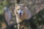 Arctic Wolf