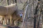 Arctic Wolves