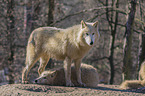 Arctic Wolves