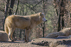 Arctic Wolves