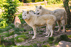 arctic wolves