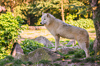 arctic wolf