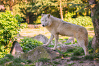 arctic wolf