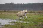 Arctic Wolf