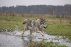 Arctic Wolf