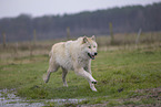 Arctic Wolf