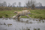 Arctic Wolf