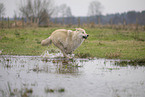 Arctic Wolf