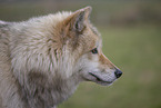 Arctic Wolf