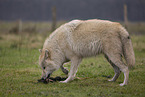 Arctic Wolf