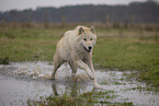 Arctic Wolf