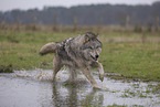 Arctic Wolf