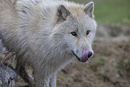 Arctic Wolf