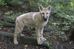 Arctic wolf