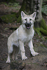 Arctic wolf