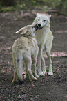 Arctic wolf