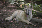 Arctic wolf