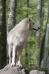 Arctic wolf