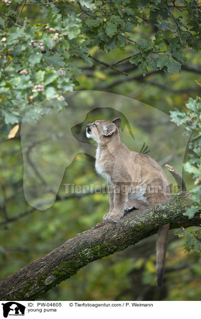 young puma / PW-04605