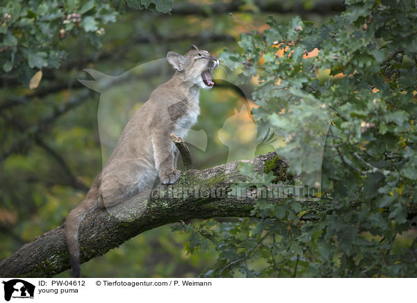 young puma / PW-04612