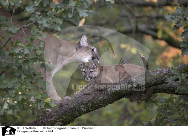 Puma Mutter mit Kind / Cougar mother with child / PW-04620