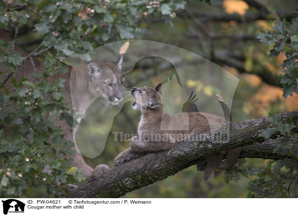 Puma Mutter mit Kind / Cougar mother with child / PW-04621