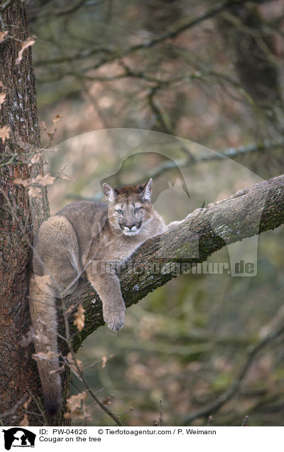 Puma auf dem Baum / Cougar on the tree / PW-04626