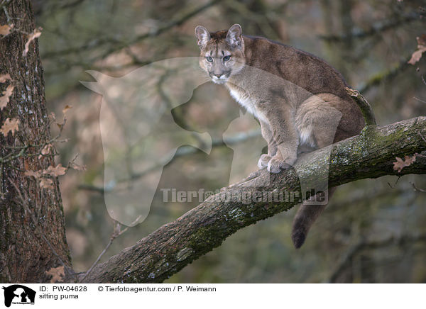 sitting puma / PW-04628