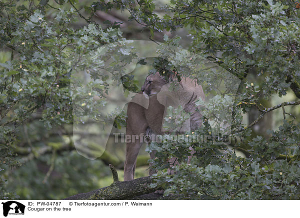 Puma auf dem Baum / Cougar on the tree / PW-04787