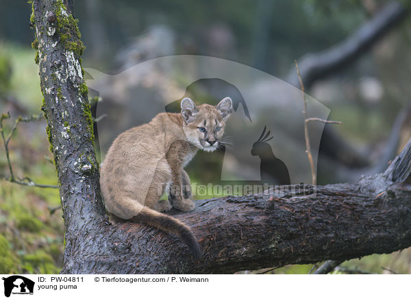 young puma / PW-04811
