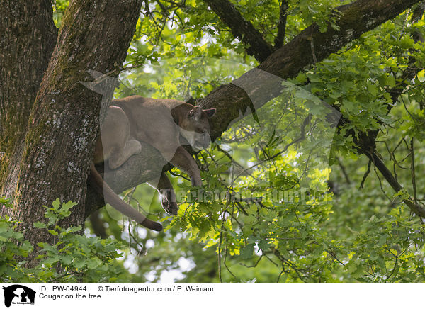 Puma auf dem Baum / Cougar on the tree / PW-04944