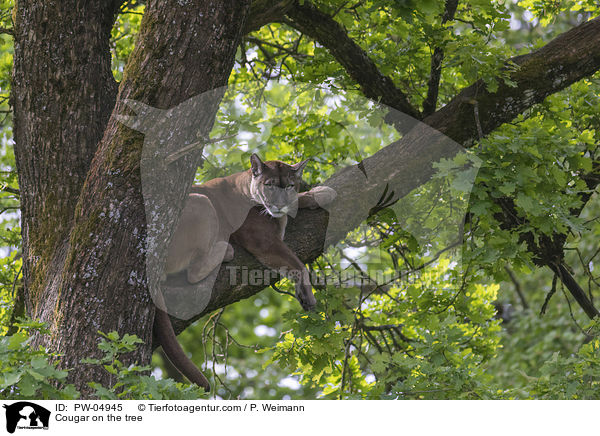 Cougar on the tree / PW-04945