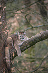 Cougar on the tree