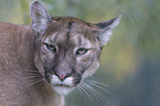 puma portrait