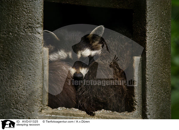 schlafender Waschbr / sleeping raccoon / AVD-01325