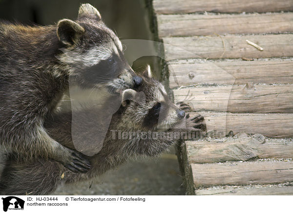 Waschbren / northern raccoons / HJ-03444
