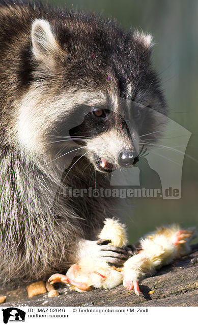 Waschbr / northern raccoon / MAZ-02646